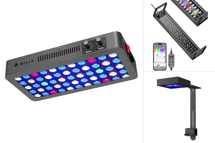 Detailed view of Best Aquarium Lights for Coral Growths