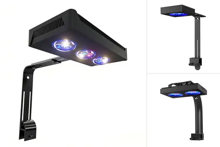 Detailed view of Best Aquarium Lights for LPS Corals